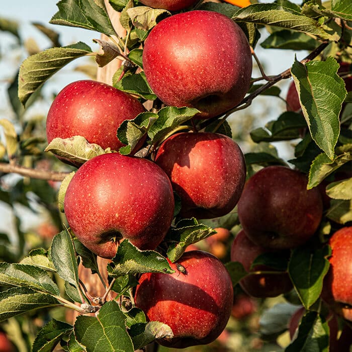 arboriculture-pomme